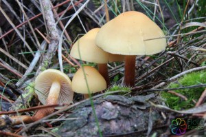 Hypholoma capnoides (6).jpg